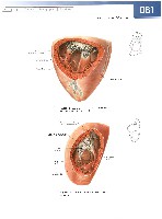 Sobotta  Atlas of Human Anatomy  Trunk, Viscera,Lower Limb Volume2 2006, page 88